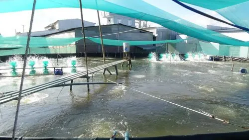 Pond Clean: Giải pháp xử lý triệt để nhớt tôm, nhớt bạt,đẹp màu nước