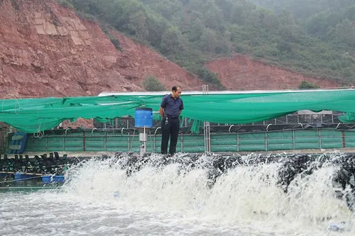 Nuôi tôm trong bể tròn nổi thắng lớn