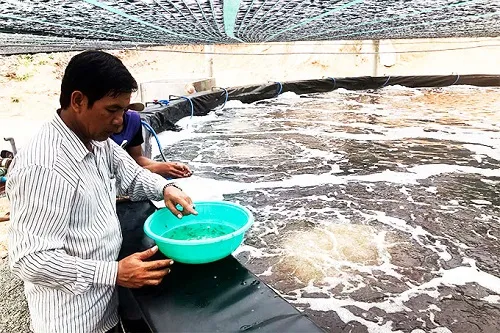 Vào vụ nuôi thủy sản nước lợ