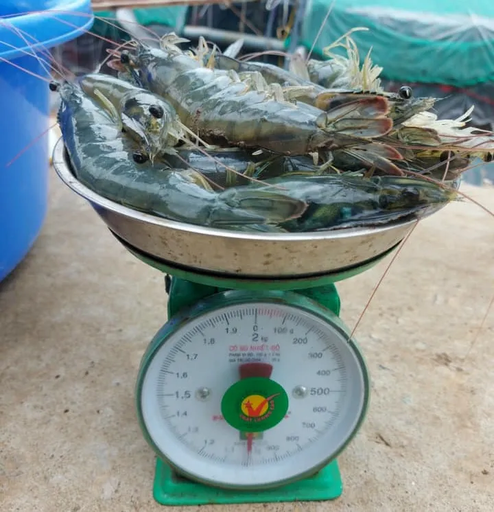 Nuôi tôm thẻ lập kỷ lục đạt kích cỡ lớn 14,2 con/kg