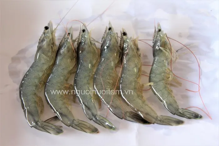 Thuật toán chỉ thị EHP giúp phát hiện sớm EHP trong nuôi tôm