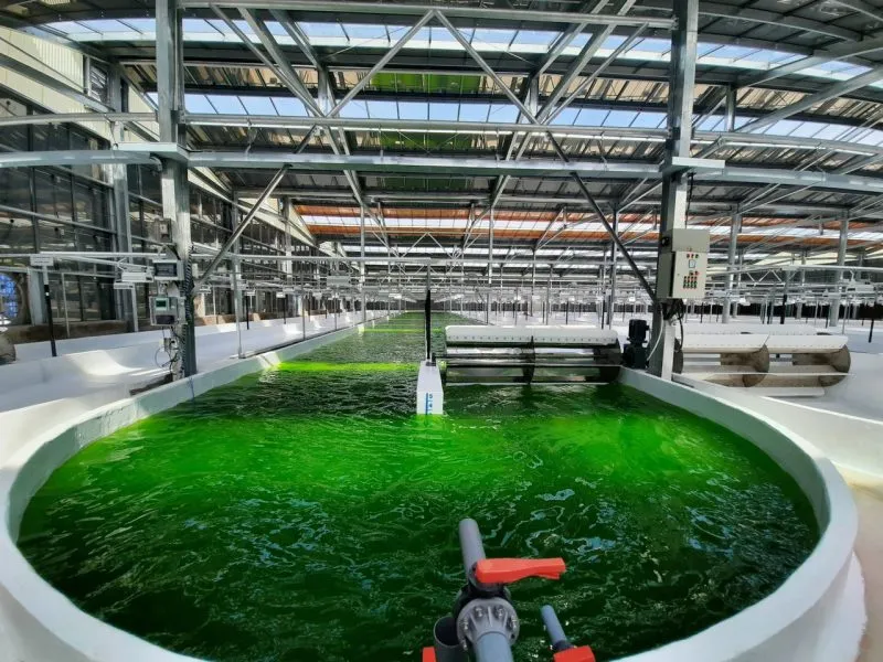 Solagron Vietnam: Nhà sản xuất vi tảo công nghiệp đầu tiên mang dấu ấn Việt Nam