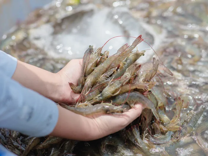 Tổng quan thị trường và nhu cầu tiêu thụ tôm ở châu Âu