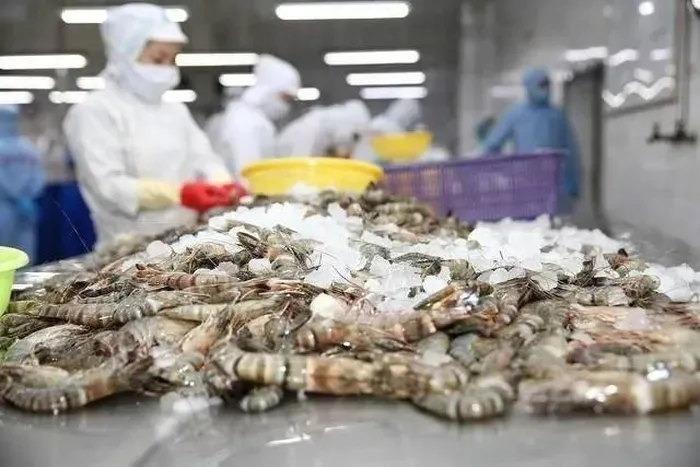 Xuất khẩu tôm sang Trung Quốc tăng mạnh 275%