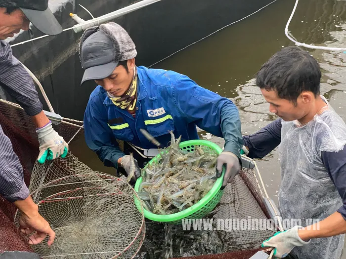 Giá tôm thẻ chân trắng tại Vĩnh Long tăng mạnh dịp cuối năm