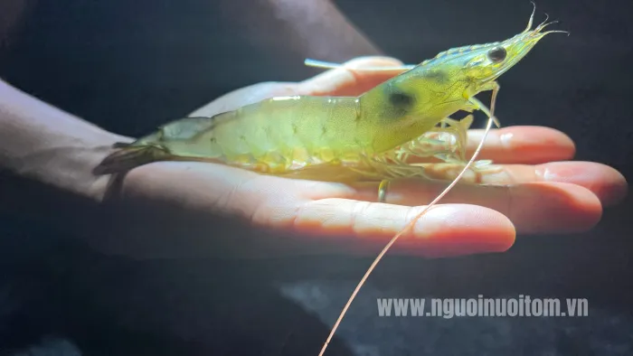 AI: Đánh giá mức độ hấp dẫn và độ ngon miệng của tôm