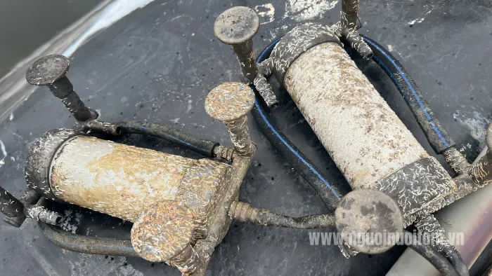 Xử lý triệt để nấm và vi khuẩn có hại trong ao tôm giống và tôm thịt