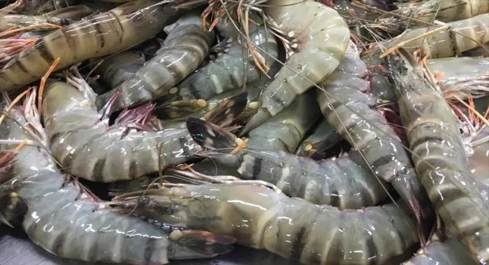 Ecuador: Đẩy mạnh xuất khẩu tôm giá trị gia tăng sang châu Âu, Mỹ