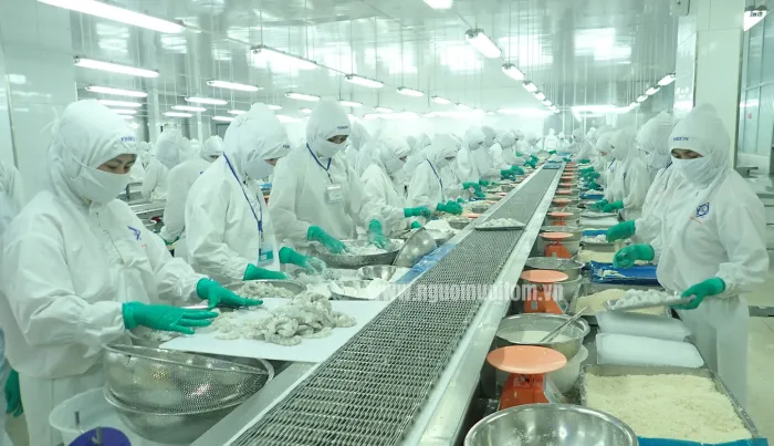 Xuất khẩu tôm đạt gần 1,9 tỷ USD sau 5 tháng, đối mặt áp lực cạnh tranh ngày càng lớn
