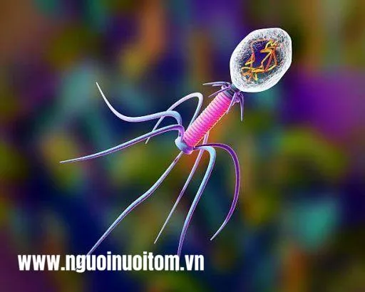 Thực khuẩn thể: Bước tiến mới trong phòng trị bệnh vi khuẩn cho tôm (Phần II)