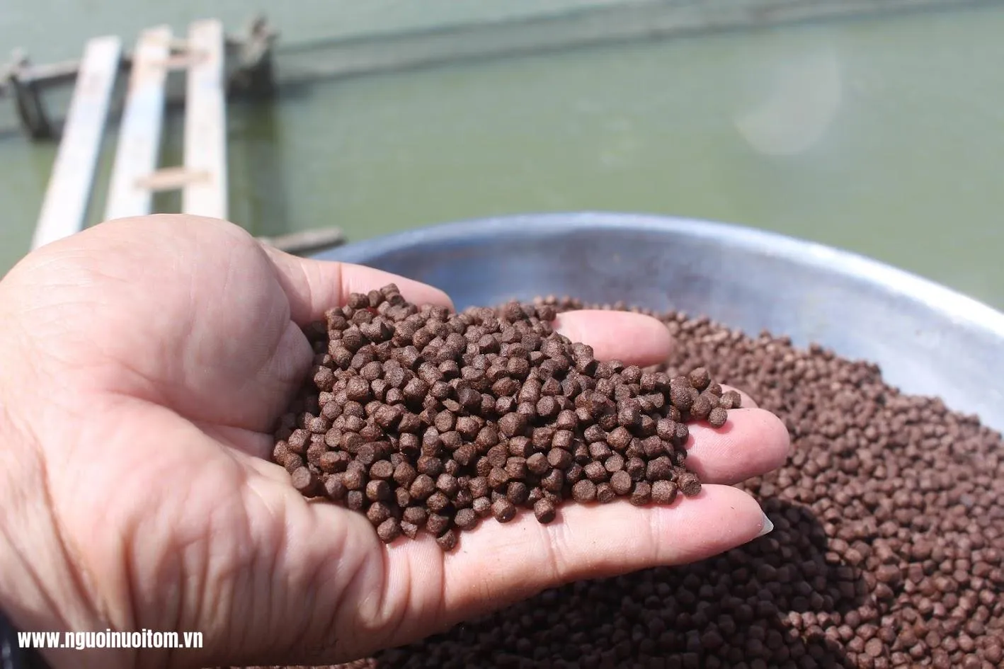 Ngành thức ăn thủy sản Trung Quốc: Tái định hình để thích ứng với kỷ nguyên nuôi trồng mới