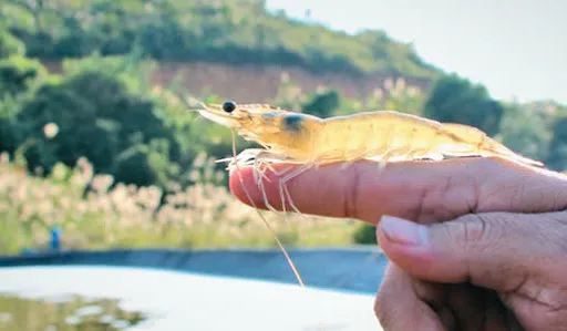 Phòng bệnh trên tôm và giải pháp giảm chi phí sản xuất tôm