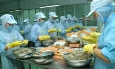 Tôm Ecuador chèn ép dữ dội, doanh nghiệp Việt tìm “cửa” mới