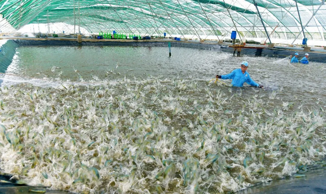 Cà Mau đẩy mạnh liên kết trong sản xuất, tiêu thụ tôm