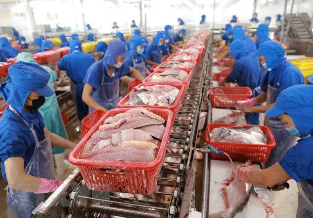 Tôm Việt tăng trưởng 16% tại EU: ‘Vùng trú ẩn’ mới trước biến động thuế Mỹ