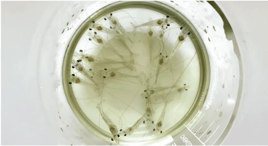 TPD: Vibrio là mắt xích cần kiểm soát sớm