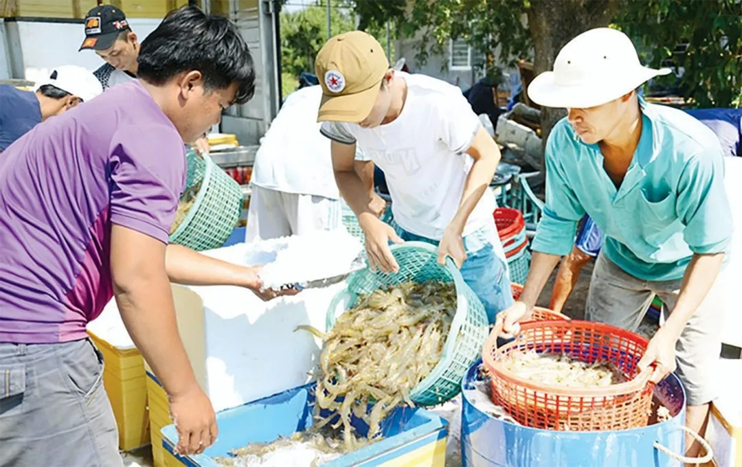 An Giang: Kỳ vọng trở thành trung tâm nuôi tôm vùng ĐBSCL