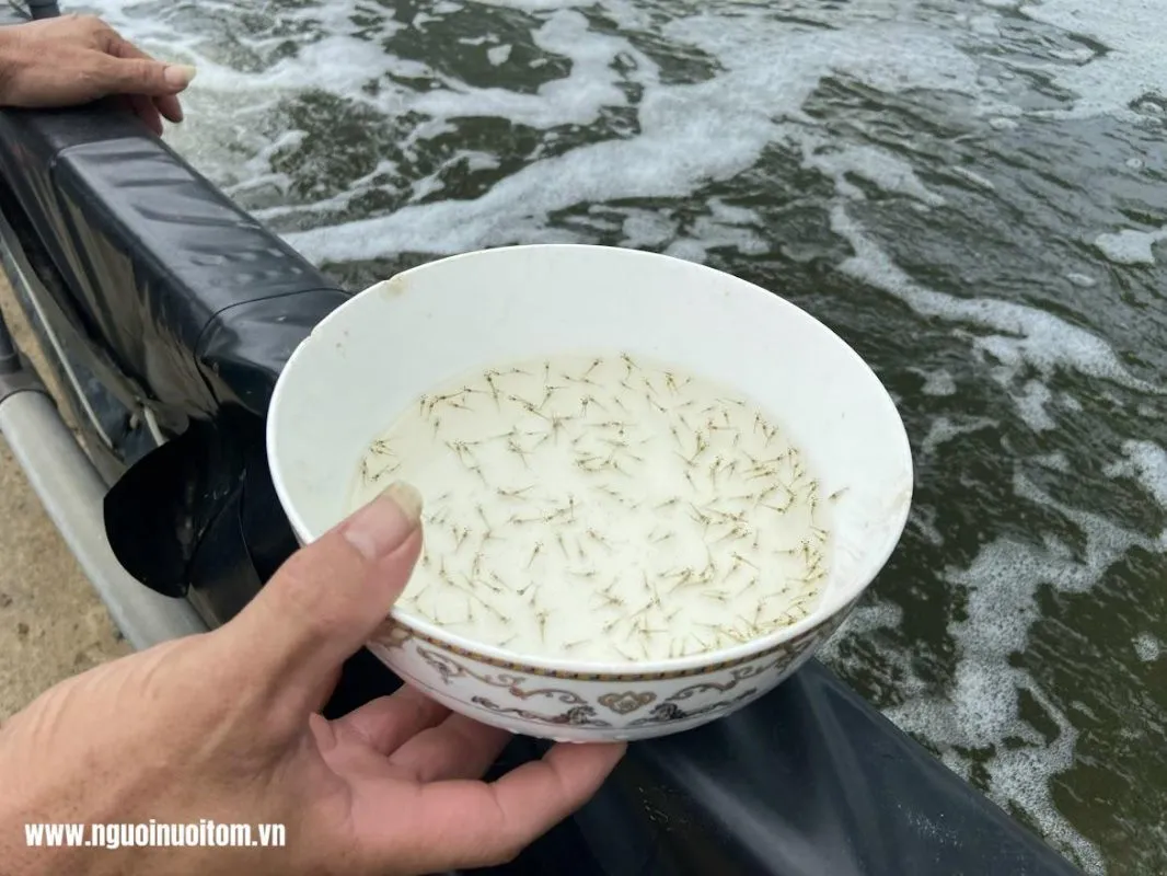 Chiến lược men vi sinh: Lá chắn sinh học trước vi khuẩn Vibrio trong trại giống