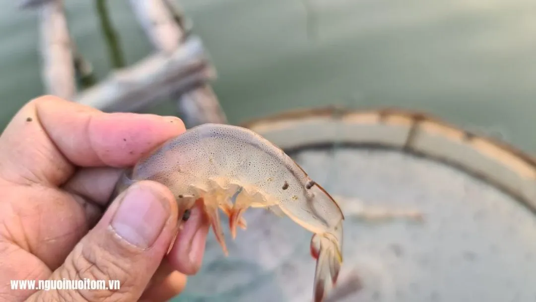 Bệnh mềm vỏ ở tôm: Nguy cơ âm thầm nhưng hậu quả lớn
