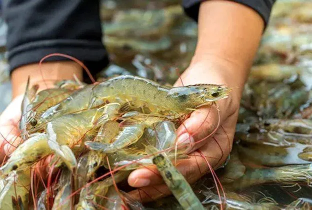 Người nuôi tôm ở Đồng Tháp thu lợi cao nhờ giá tôm thẻ chân trắng tại tăng mạnh