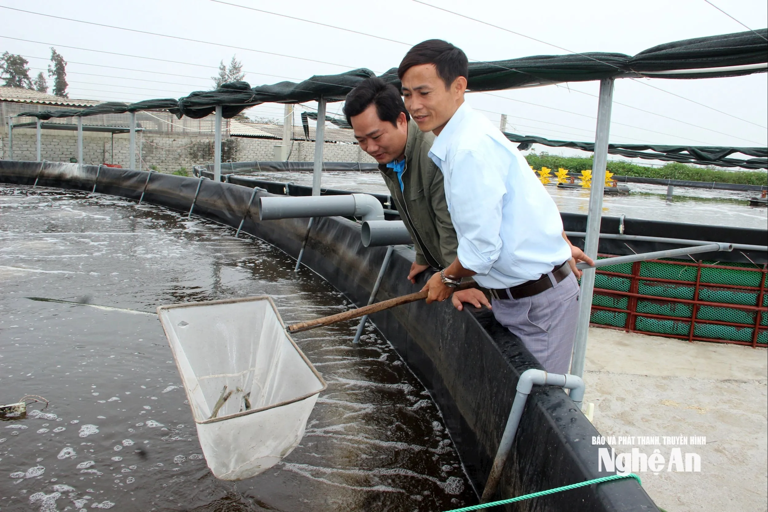 Người nuôi tôm Nghệ An lo “trắng tay” vụ Tết