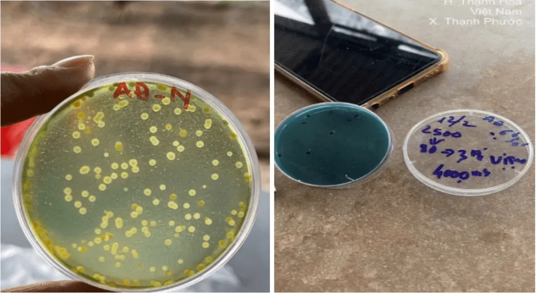 Vitro – Kiểm soát vibrio hiệu quả và an toàn sinh học trong ao nuôi