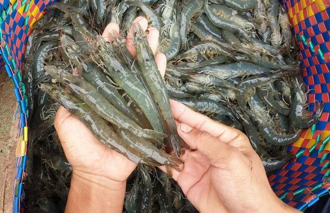 Xuất khẩu tôm Việt Nam và Trung Quốc sang Mỹ sụt giảm mạnh vì thuế quan