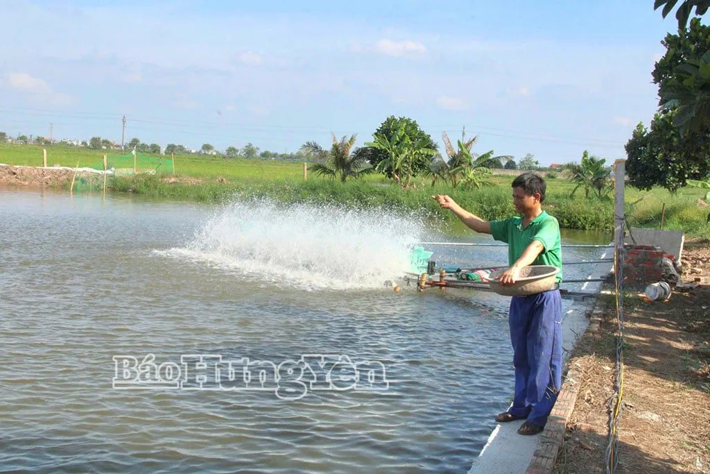 Mô hình nuôi tôm thẻ chân trắng nước ngọt tại Hưng Yên: Thành công bước đầu mở ra cơ hội mới