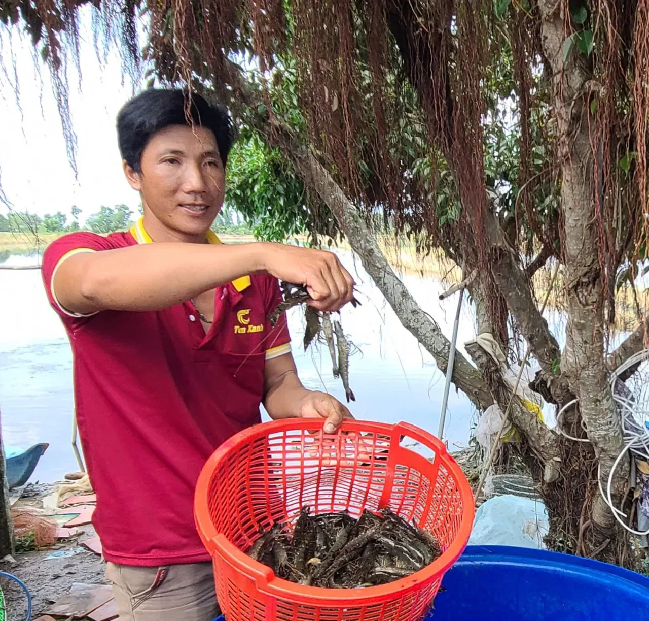 Tôm sú Cà Mau – biểu tượng của thương hiệu tỷ đô