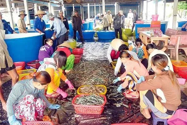 Con tôm sú thế hệ mới là thứ tôm gì mà ở Cần Thơ “nghe tên mà ham”, nhà nào nuôi là trúng?