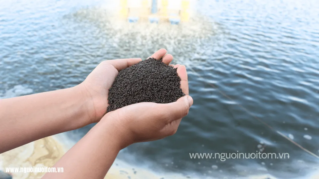 Thức ăn tôm điều chỉnh giá lần thứ ba: Tăng từ 1.200 –1.500 đồng/kg