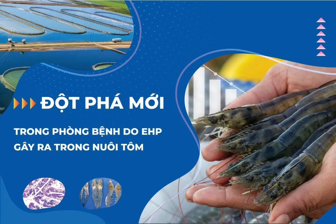 Đột phá mới trong phòng bệnh do vi bào tử trùng EHP gây ra trong nuôi tôm