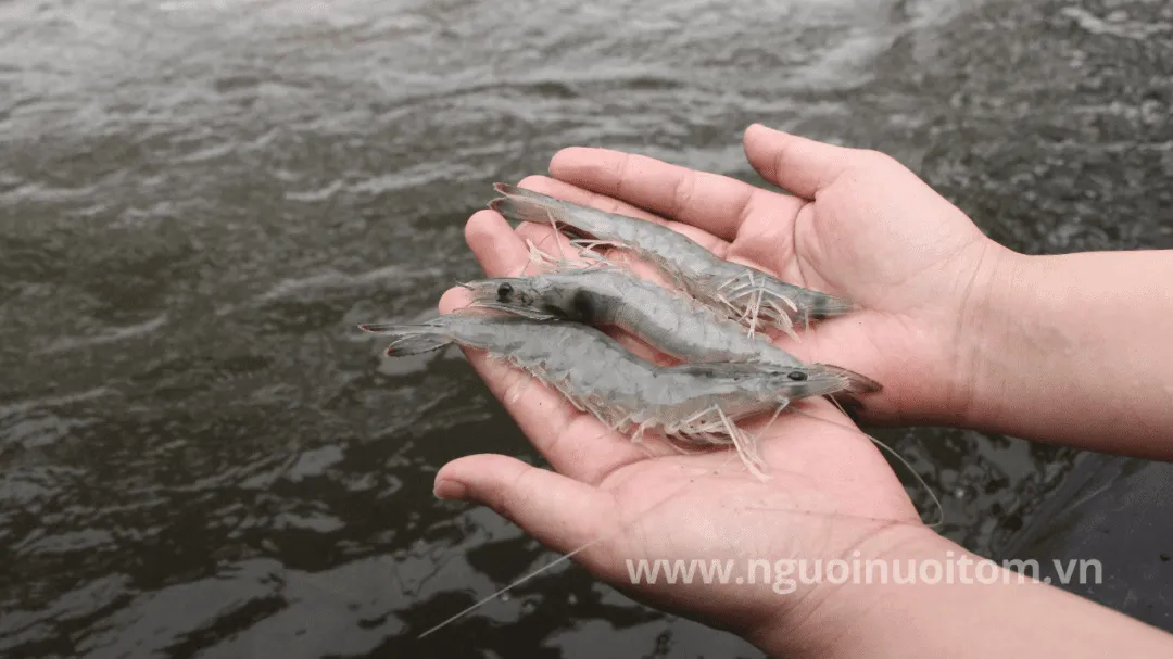 Giải pháp chống stress cho tôm bằng phụ gia thức ăn