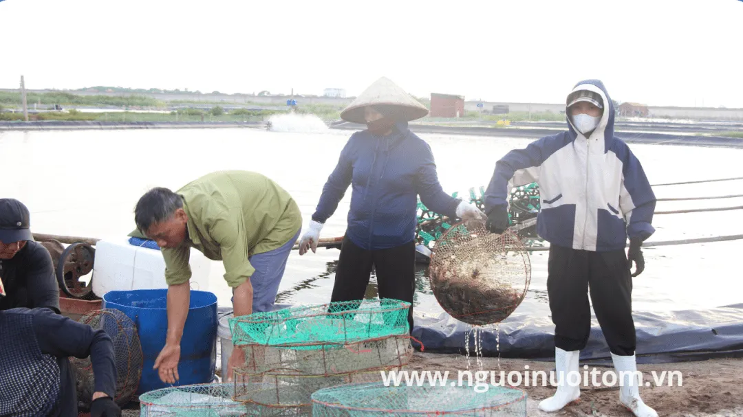 Cập nhật giá tôm ngày 01/6: Tôm thẻ giảm nhẹ, tôm sú giữ giá