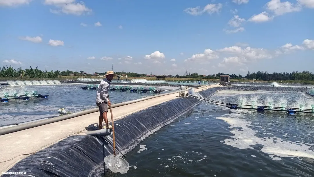 Cảnh báo nguy cơ tôm nuôi thiệt hại do thời tiết nắng nóng