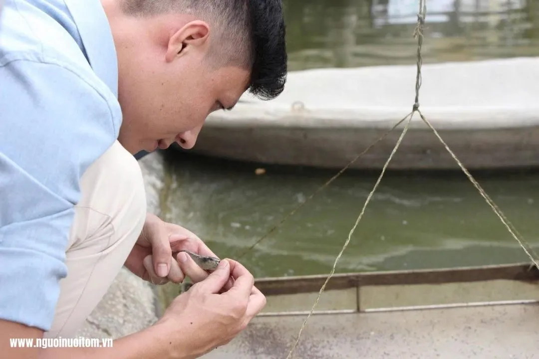 Hội chứng phân trắng trên tôm: Nhận diện sớm để giảm thiệt hại