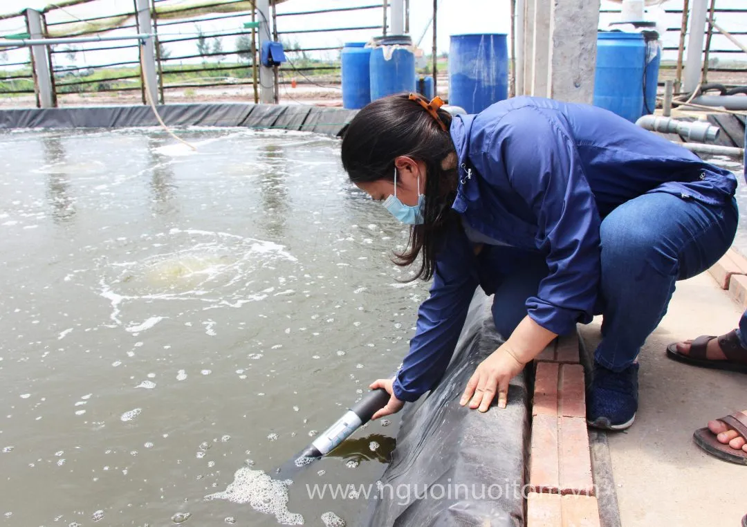 Hà Tĩnh: Chất lượng nước các vùng nuôi tôm cơ bản đảm bảo cho sản xuất