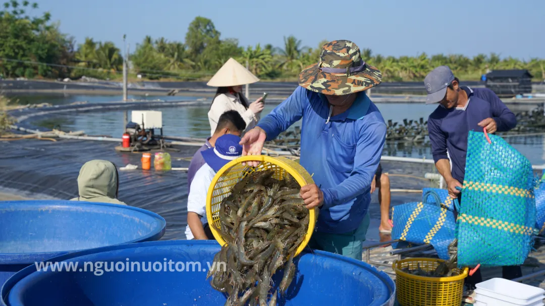 Giá tôm thẻ ngày 2/6: Khu vực ĐBSCL giảm nhẹ từ 1.000 – 3.000 đồng/kg