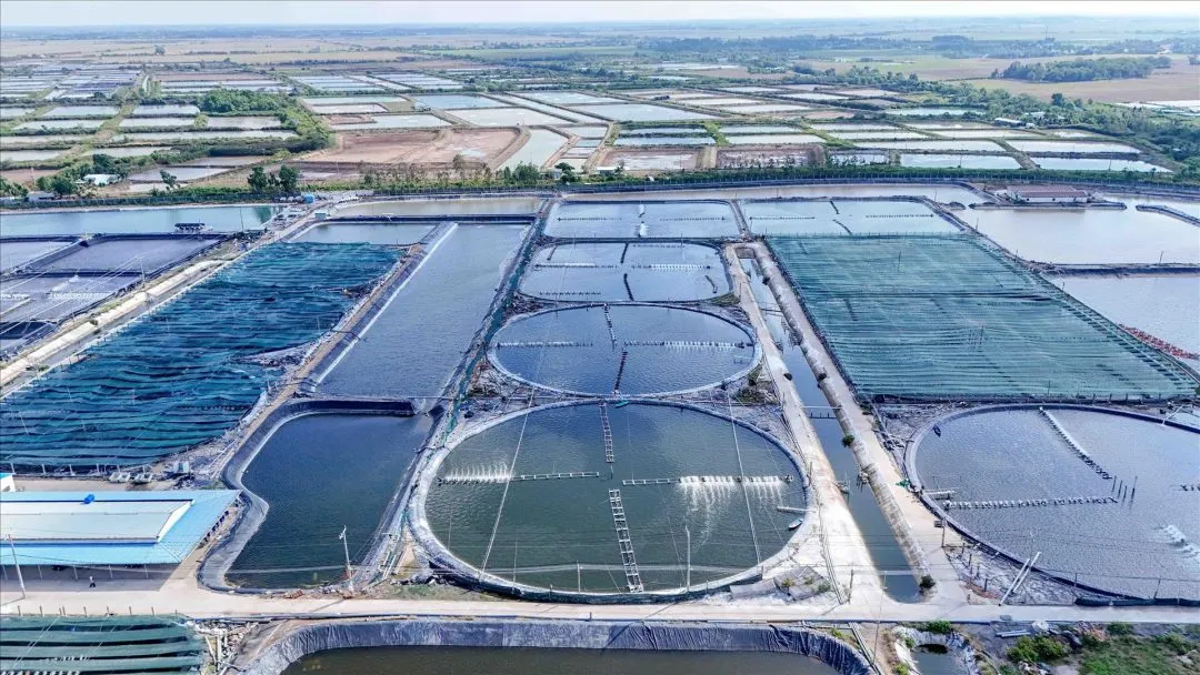 Cần Thơ: Triển vọng vùng nuôi tôm siêu thâm canh tạo giá trị xuất khẩu tới 120 triệu USD mỗi năm