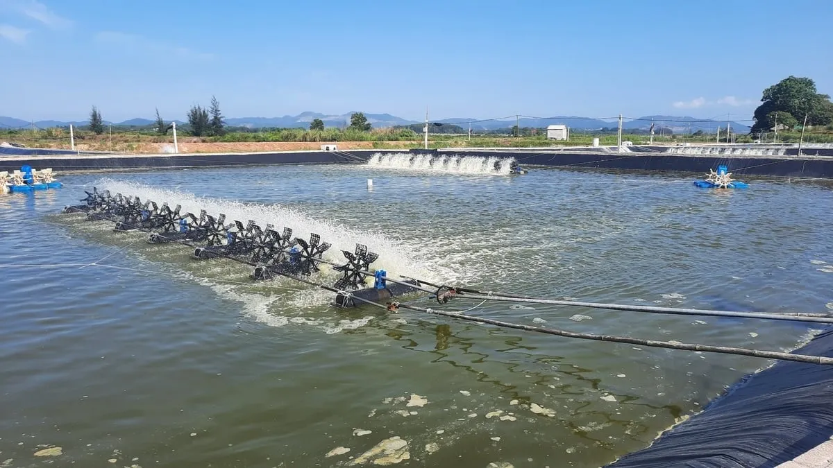 Quảng Ninh sở hữu 32.000ha nuôi trồng thủy sản, diện tích nuôi tôm chiếm 25%. Ảnh: Nguyễn Thành.