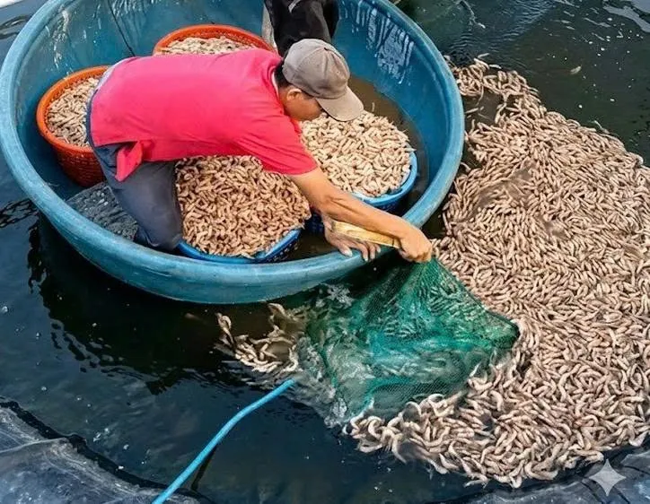 Quảng Trị: Điều tra nghi vấn hồ nuôi tôm bị đầu độc, thiệt hại vài trăm triệu đồng